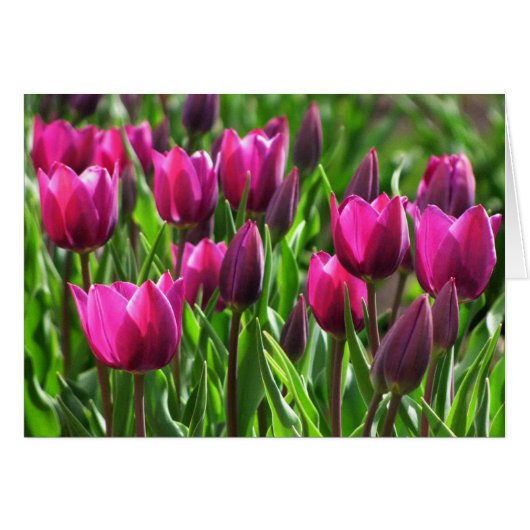 Purple Tulips Cards (Front Horizontal)