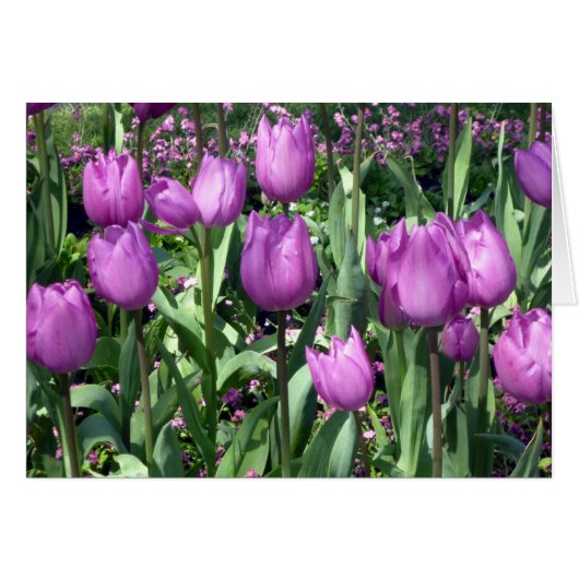 purple tulips cards (Front Horizontal)