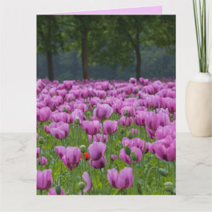 PURPLE TULIPS FLOWERS BIRTHDAY BIG CARDS