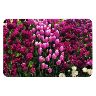 Purple Tulips Garden Bed Magnet