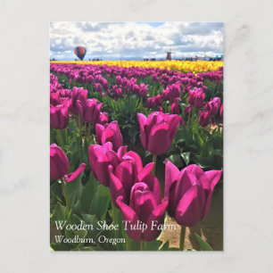 Purple Tulips in a Field with a Hot Air Balloon Postcard