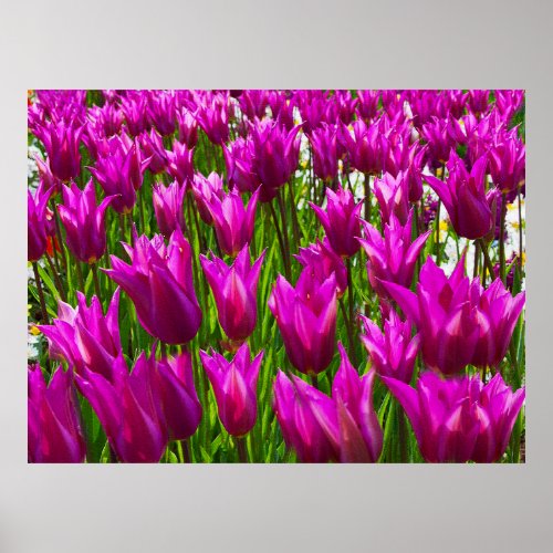 Purple Tulips in Keukenhof Holland Print