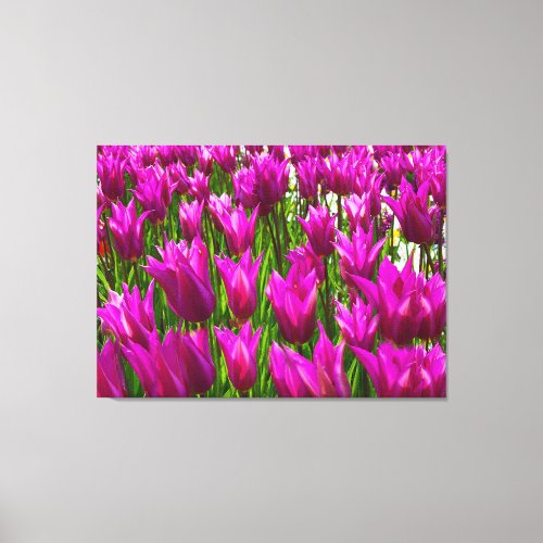 Purple Tulips in Keukenhof Holland Wrapped Canvas