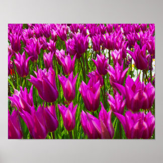 Purple Tulips Keukenhof Holland Small Poster
