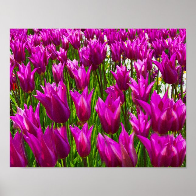 Purple Tulips Keukenhof Holland Small Poster (Front)