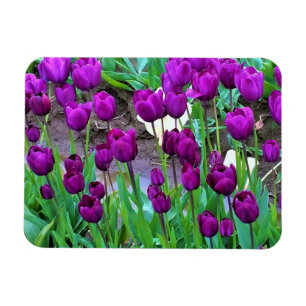 Purple Tulips, Oregon Magnet