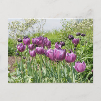 PURPLE TULIPS POSTCARD