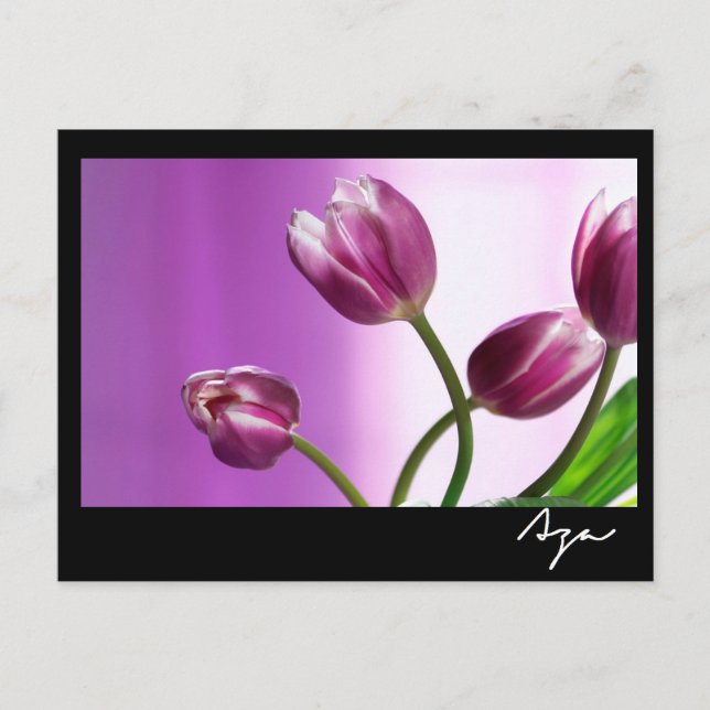 purple tulips postcard (Front)