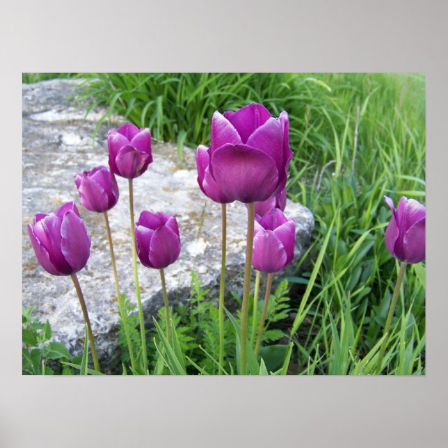 Purple Tulips Poster (Front)