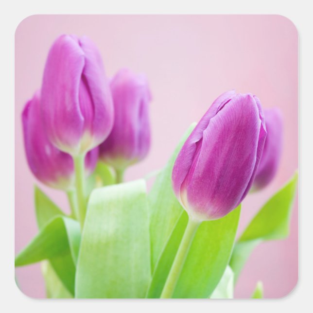Purple tulips sticker (Front)