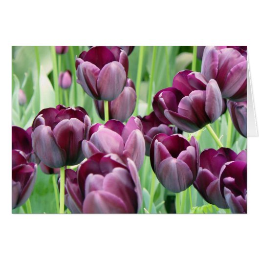 Purple Tullips Cards (Front Horizontal)