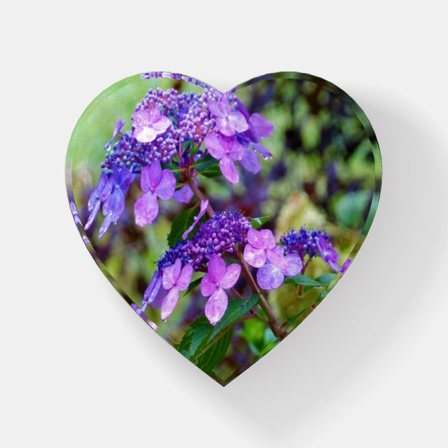 Purple Twist and Shout Hydrangea Flower Paperweight (Front)