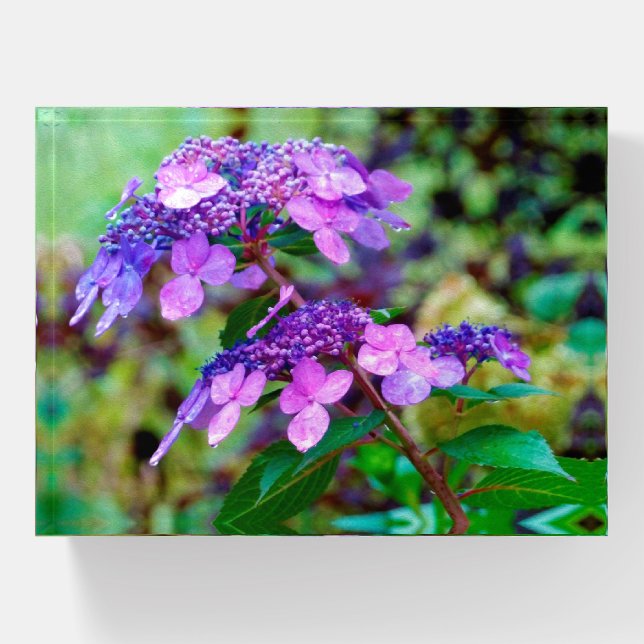 Purple Twist and Shout Hydrangea Flower Paperweight (Front)
