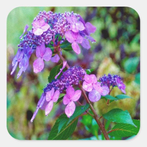 Purple Twist and Shout Hydrangea Flower Square Sticker