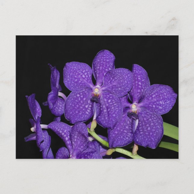Purple vanda orchid postcard (Front)