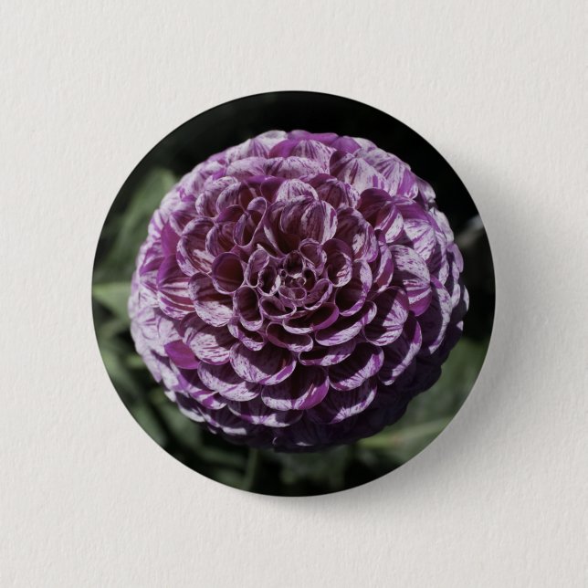 Purple Variegated Dahlia Button (Front)