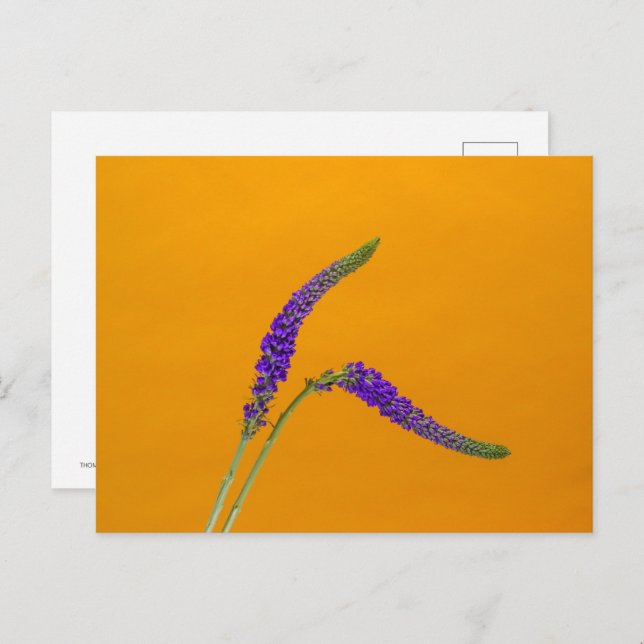 Purple Veronicas Postcard (Front/Back)