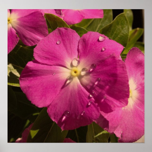 Purple Vinca poster (Front)