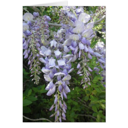 Purple Vine Wisteria Flowers Wildflowers Photo Card