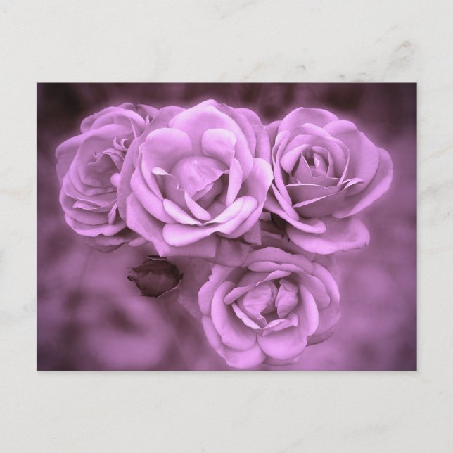 Purple Vintage Roses Postcard (Front)