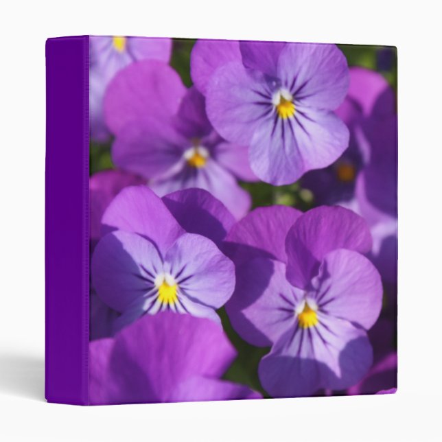 Purple Viola 3 Ring Binder (Front/Spine)