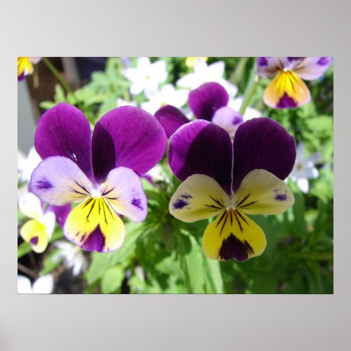 Purple Viola Pansy Spring Garden Flowers Poster
