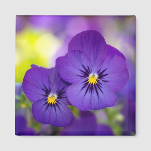 Purple Violas Magnet