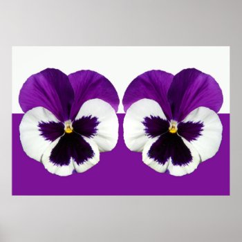 Purple Violet Pansy Flowers Poster by biutiful at Zazzle