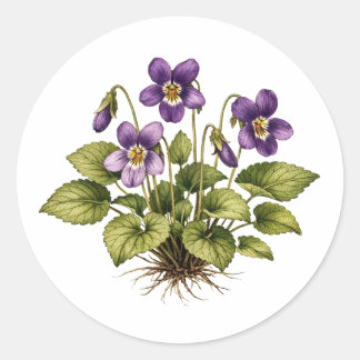 Purple Violet Vintage Style Botanical  Classic Round Sticker