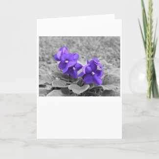 Purple Violets, card