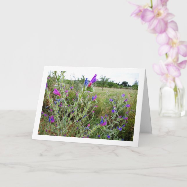 Purple Viper's-bugloss, Echium Plant Card (Orchid)