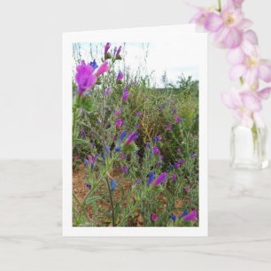 Purple Viper's-bugloss, Echium Plant Card