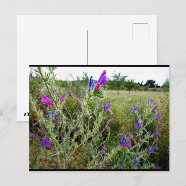 Purple Viper's-bugloss, Echium Plant Postcard (Front/Back)