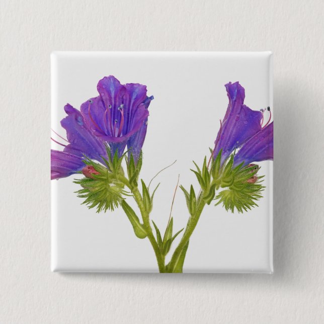 Purple vipers bugloss (echium plantagineum) button (Front)