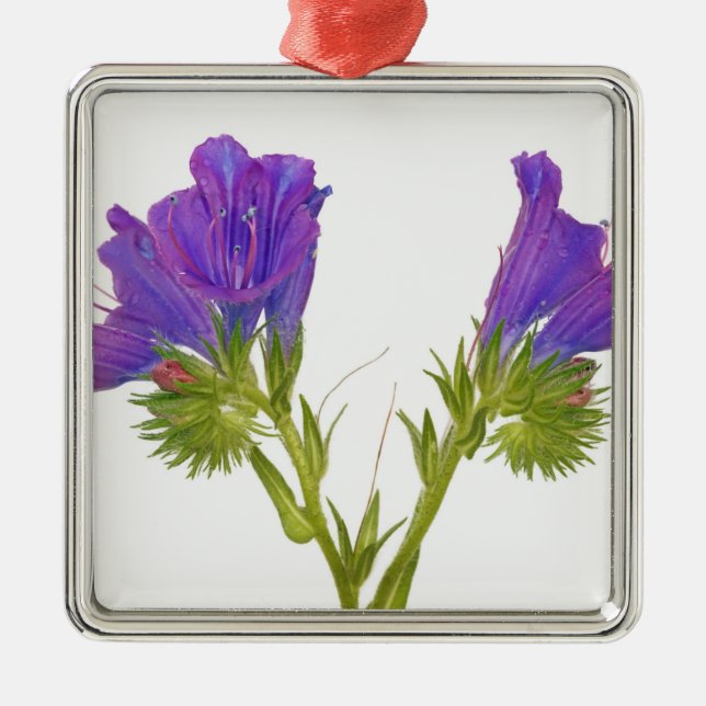 Purple vipers bugloss (echium plantagineum) metal ornament (Front)