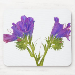 Purple vipers bugloss (echium plantagineum) mouse pad