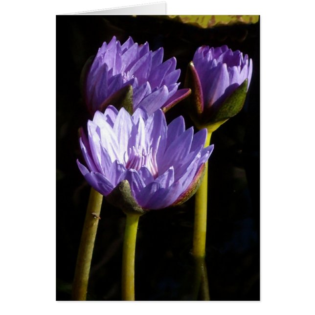 Purple Water Lilies Cards (Front)