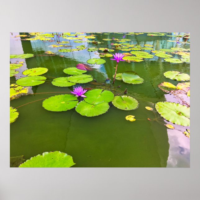 Purple Water Lilies on Green Pond Poster (Front)