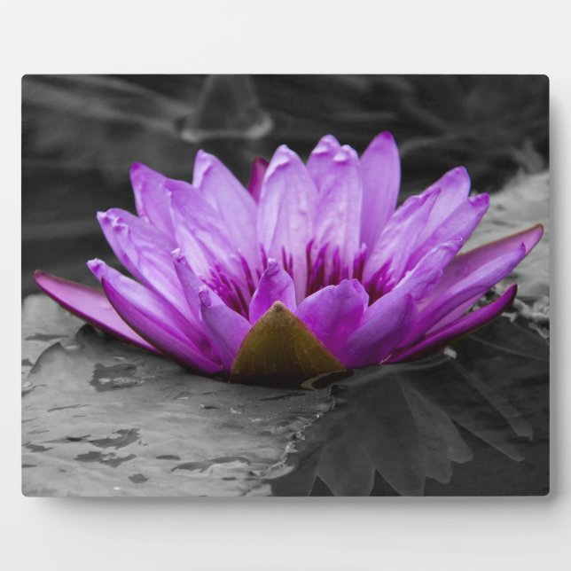 Purple Water Lily 002 Black and White Background Plaque (Front)