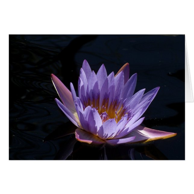Purple Water Lily Cards (Front Horizontal)