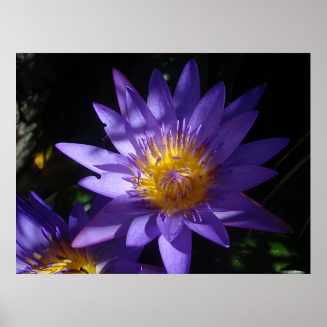 Purple Water Lily Poster (Front)
