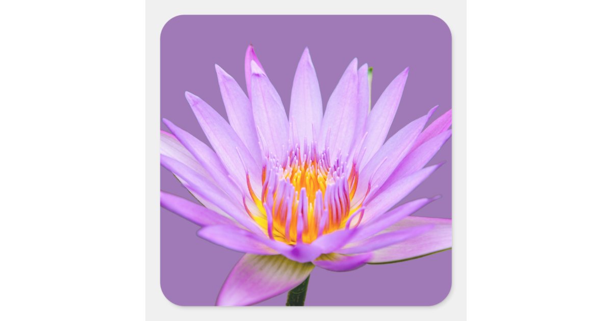 Purple Water Lily Square Sticker | Zazzle