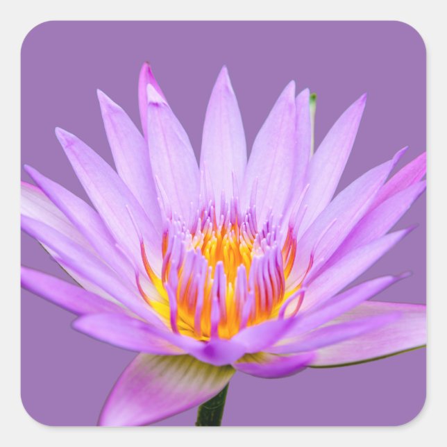Purple Water Lily Square Sticker (Front)