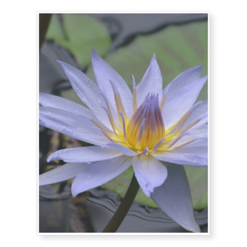 Purple Water Lily Temporary Tattoos