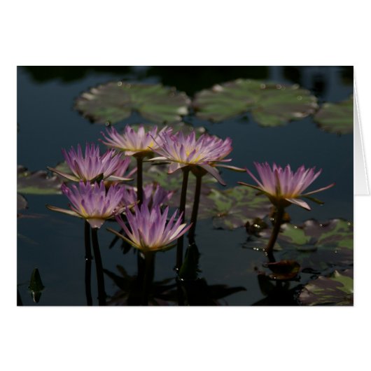 Purple Waterlilies Lotus (Front Horizontal)