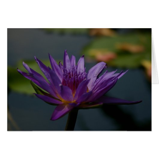 Purple Waterlily (Front Horizontal)