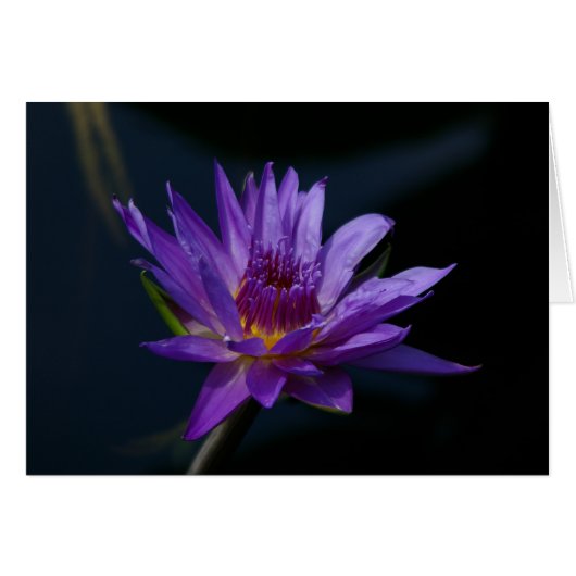 Purple Waterlily (Front Horizontal)