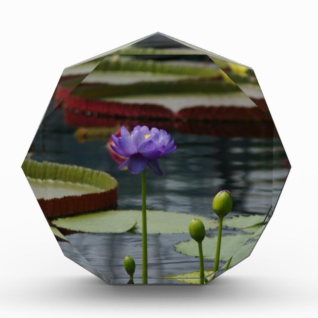 Purple Waterlily Award (Front)
