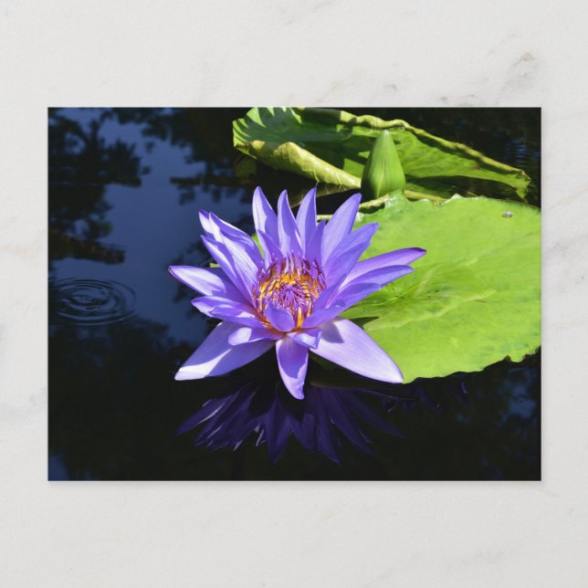 Purple Waterlily Collectible Postcards (Front)