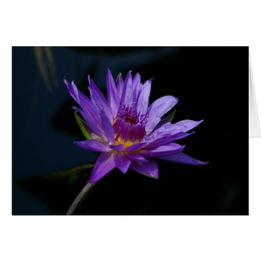 Purple Waterlily Lotus (Front Horizontal)